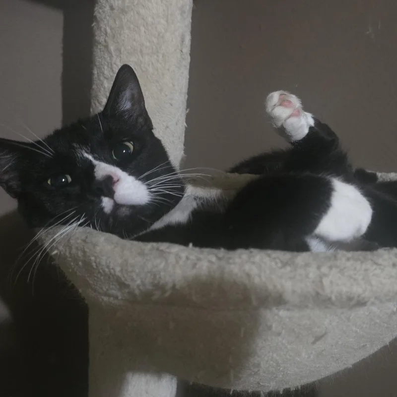 Hans With Oreo thumbnail 5