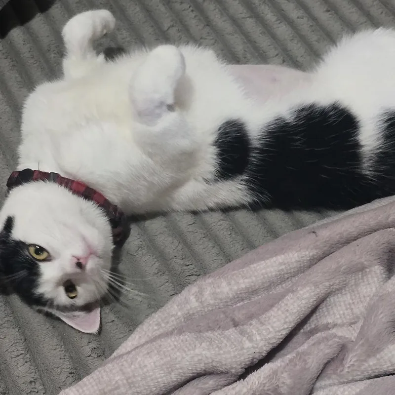 Hans With Oreo thumbnail 6