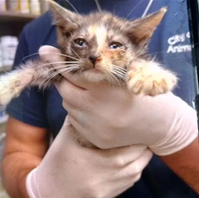 A baby medium-sized female Domestic Short Hair cat named Ruby for adoption in Huntsville, AL