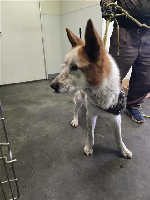 An adult large-sized male Siberian Husky dog named Benny for adoption in Los Angeles, CA