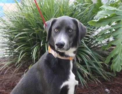 An adult large-sized male Weimaraner dog named Blue for adoption in Brunswick, GA