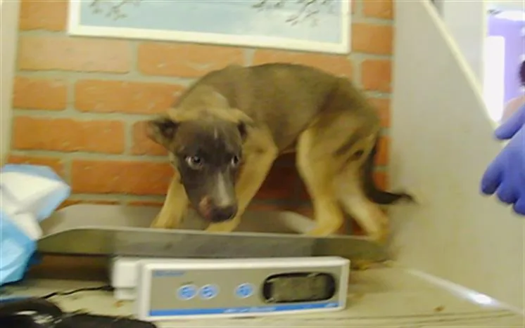 A baby small-sized female Staffordshire Bull Terrier dog named Shoe Lace for adoption in Houston, TX