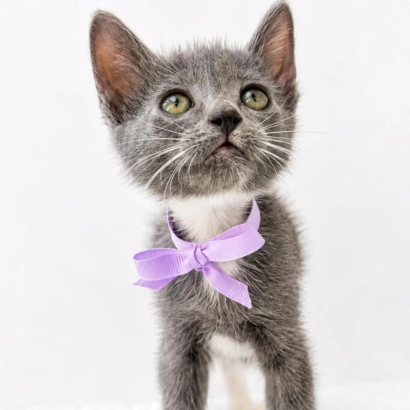 A baby small-sized female Gray / Blue / Silver Domestic Short Hair cat named Garbanzo for adoption in Yucca Valley, CA