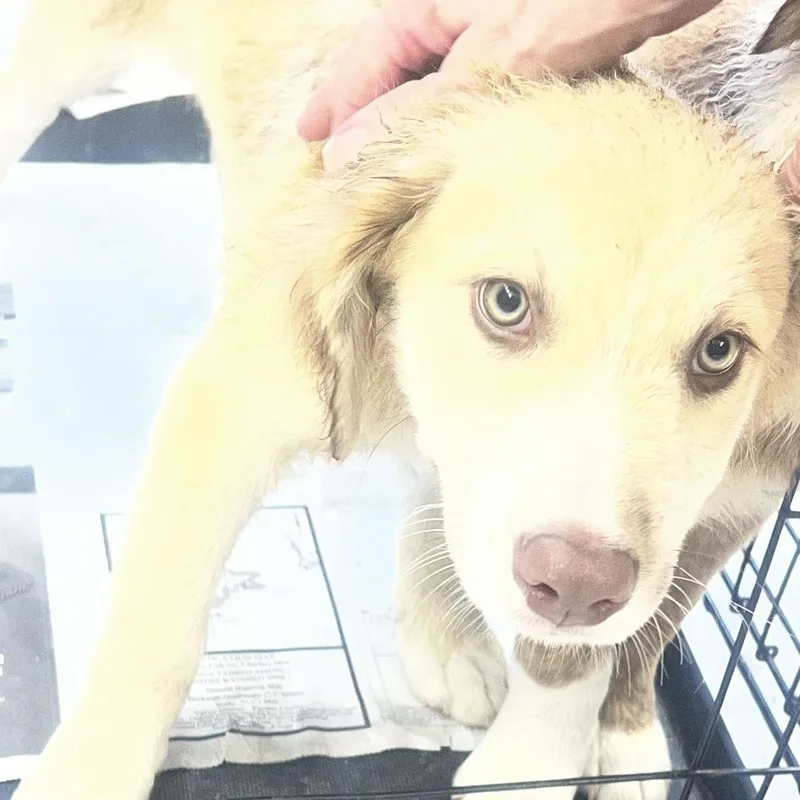 A baby small-sized male Yellow / Tan / Blond / Fawn Mixed Breed dog named Turner for adoption in Fairfax, VA