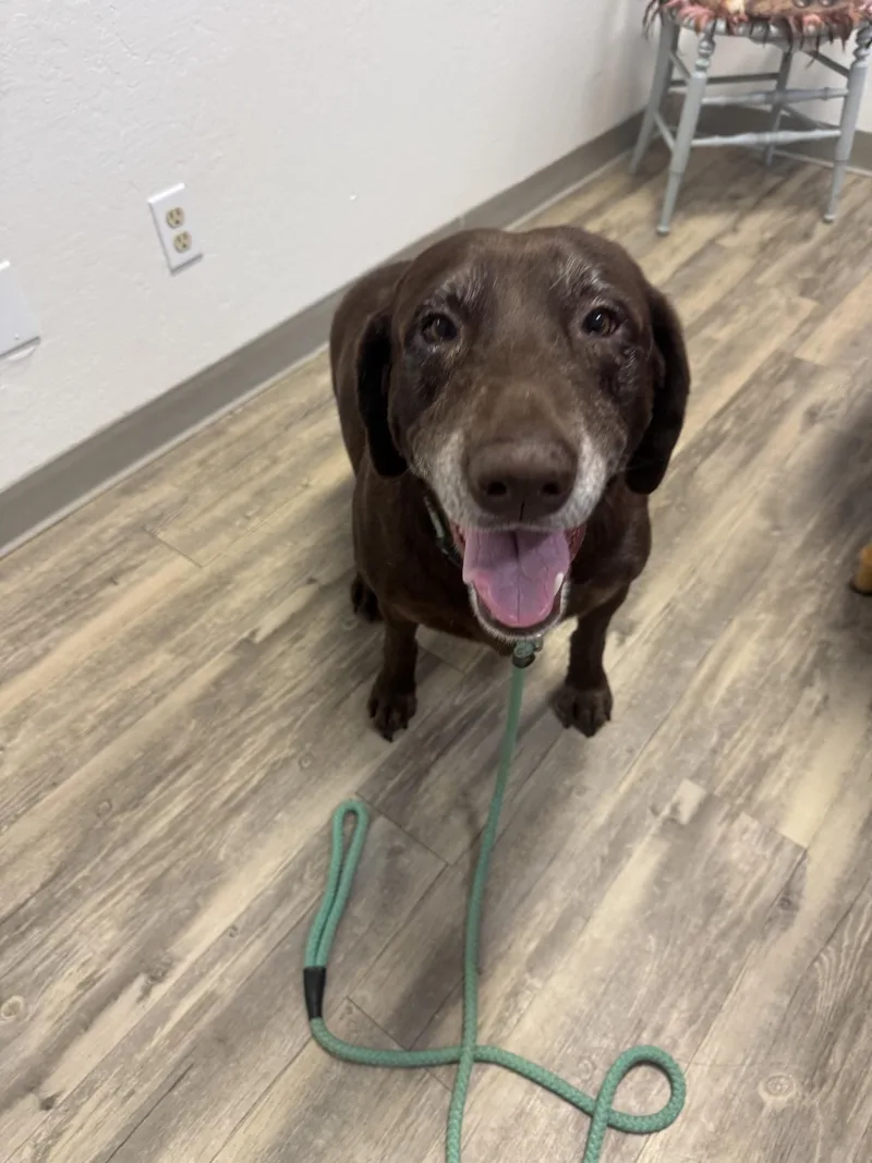 A senior large-sized female Brown / Chocolate Chocolate Labrador Retriever dog named Lexi for adoption in Sonora, CA