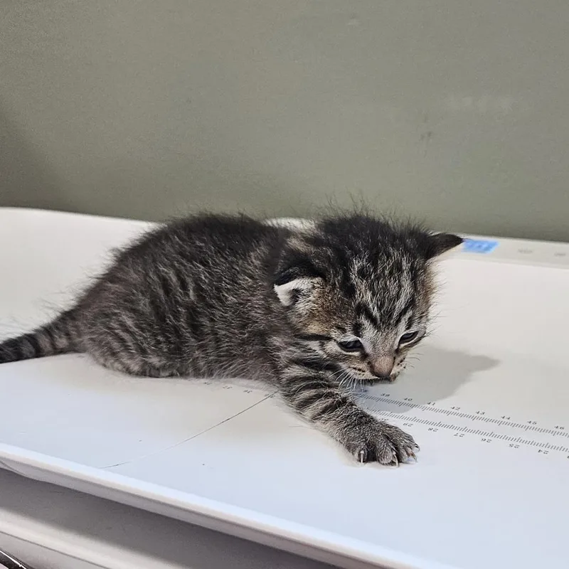 A baby small-sized male Gray / Blue / Silver Domestic Short Hair cat named Durango for adoption in Livingston, TX