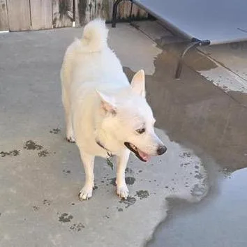 A senior medium-sized male White / Cream Spitz dog named Simba for adoption in Freeport, FL