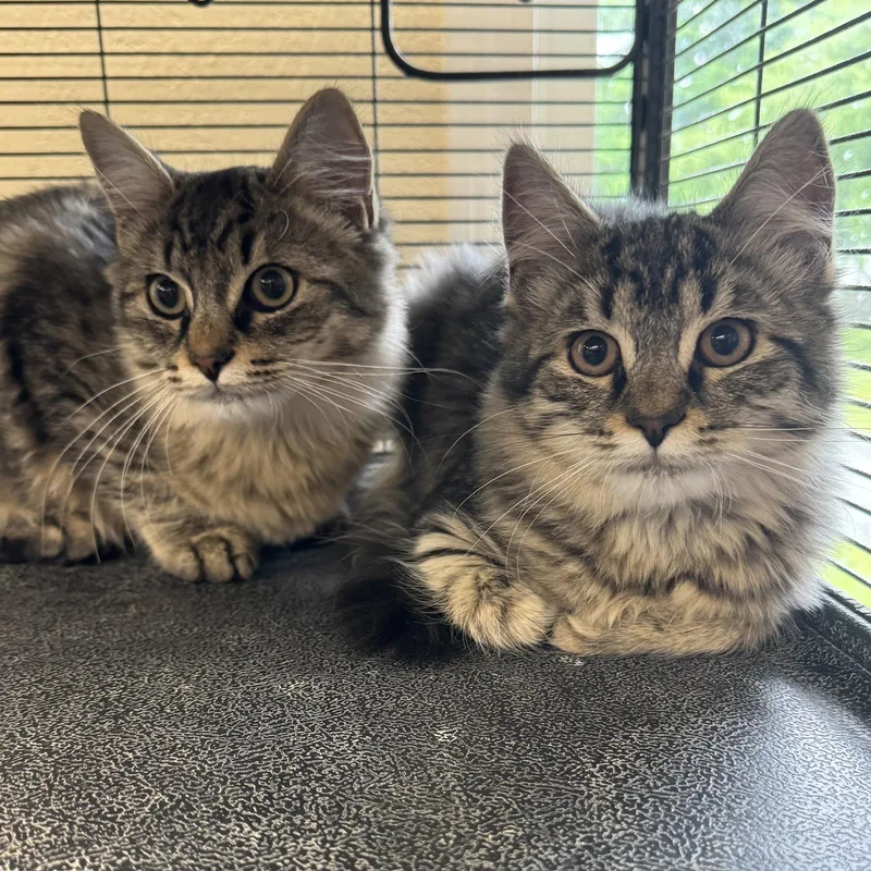 A young medium-sized male Domestic Medium Hair cat named Enzo & Middi for adoption in Winchendon, MA
