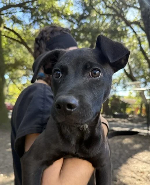 A baby small-sized male Black Mixed Breed dog named Mandolin for adoption in Charleston, SC
