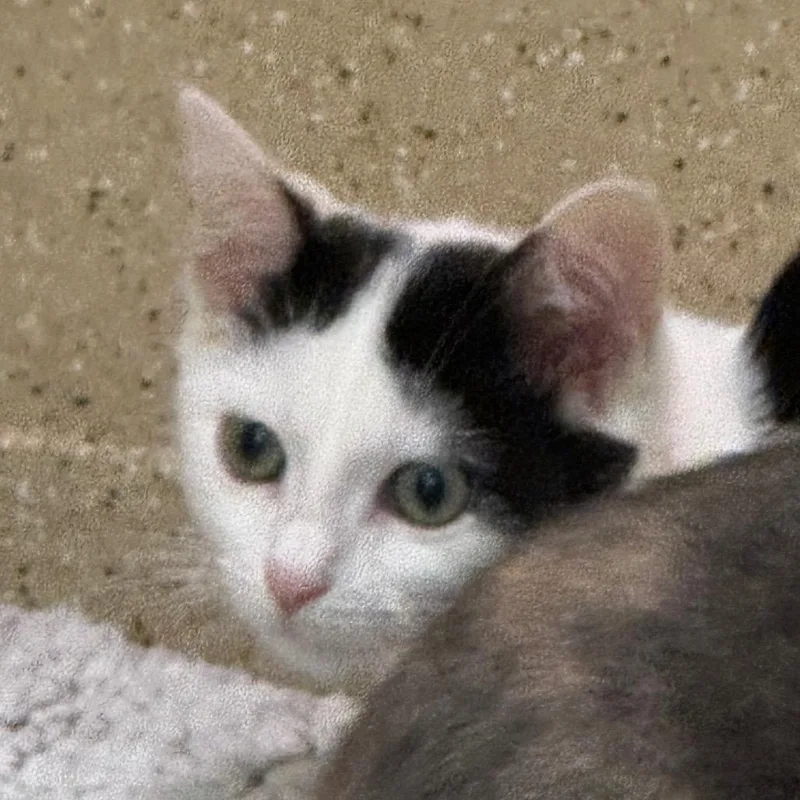 Marshmallow