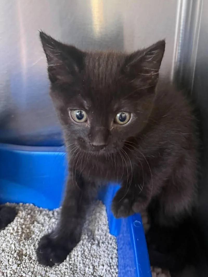 A baby medium-sized male Black Domestic Short Hair cat named Vader for adoption in Maryville, MO