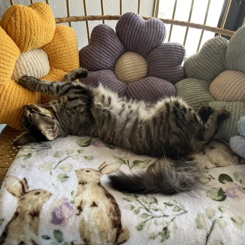 A young medium-sized female Tabby (Gray / Blue / Silver) Domestic Short Hair cat named Cashmere for adoption in Liverpool, TX