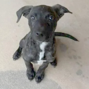 A baby medium-sized male Brindle Mixed Breed dog named Puppy for adoption in San Antonio, TX