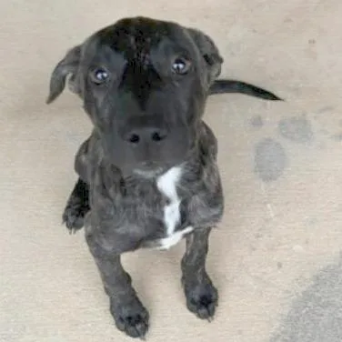 Puppy thumbnail 2