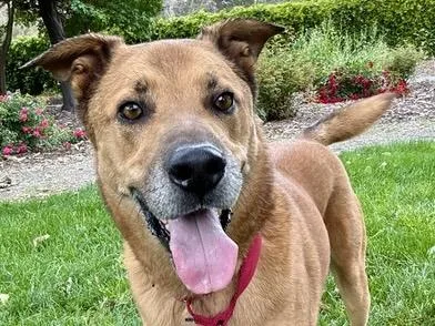 An adult large-sized male German Shepherd Dog dog named Atlas for adoption in Martinez, CA