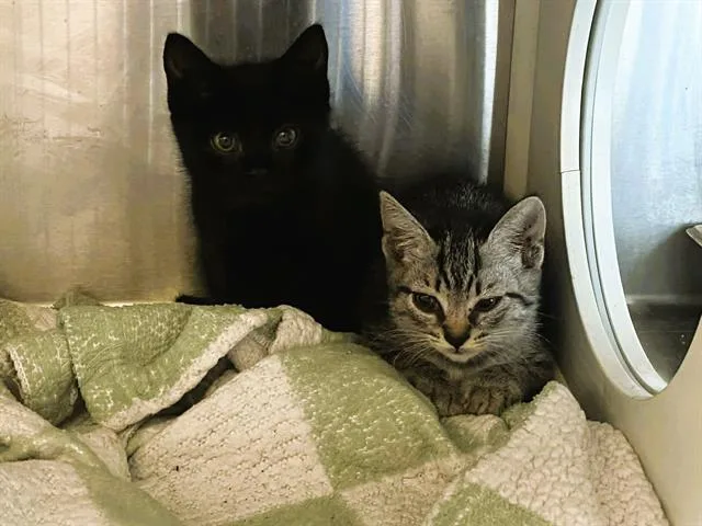 A baby small-sized male Domestic Short Hair cat named Shrimp for adoption in Tustin, CA