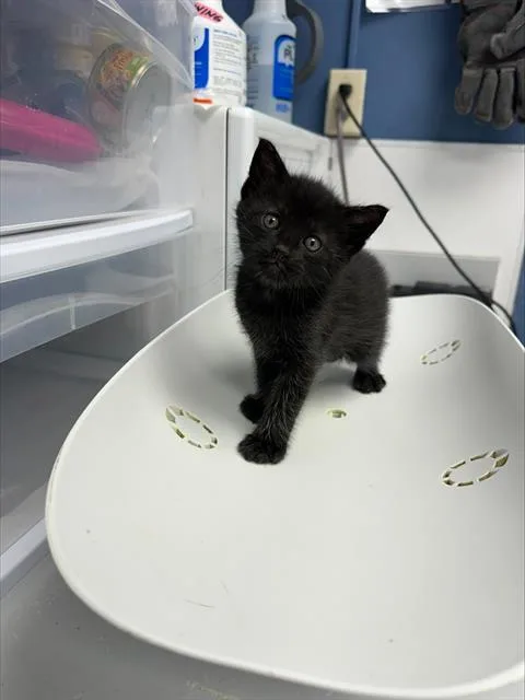 A baby small-sized male Domestic Short Hair cat named Black Jack for adoption in Santa Cruz, CA