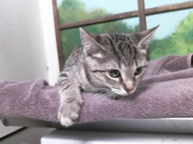 A baby small-sized female Domestic Short Hair cat named Jessy for adoption in Houston, TX