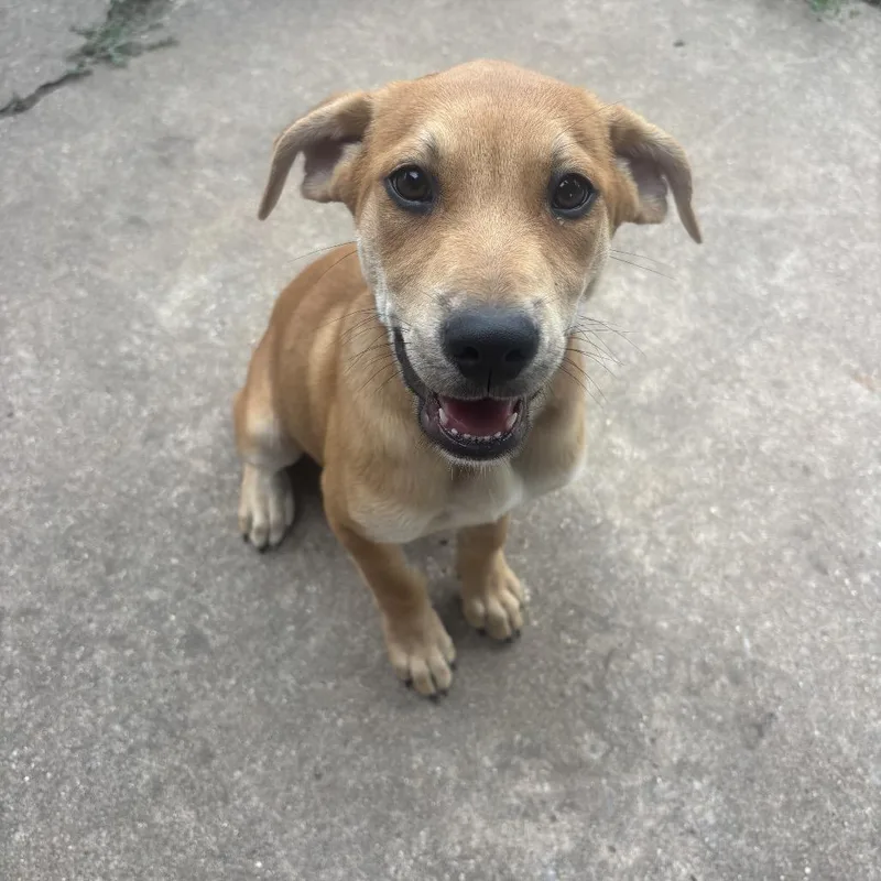 A baby small-sized female Yellow / Tan / Blond / Fawn Mixed Breed dog named Jessie for adoption in Duncan, OK