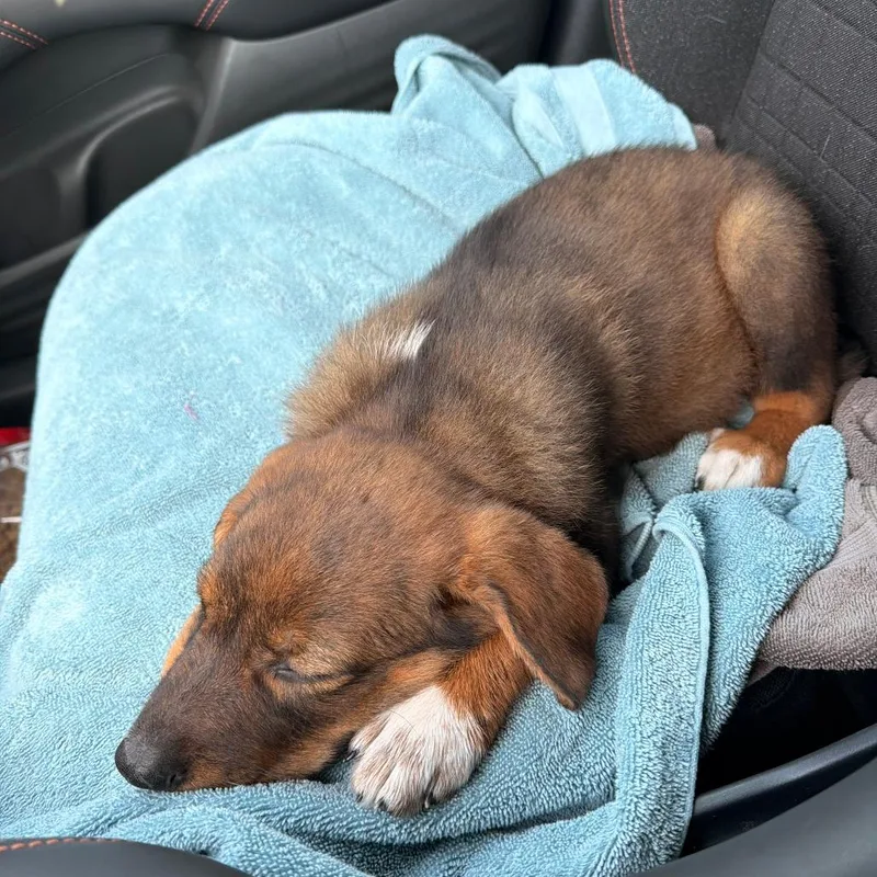A baby small-sized male Brown / Chocolate Mixed Breed dog named Franklin for adoption in Austin, TX
