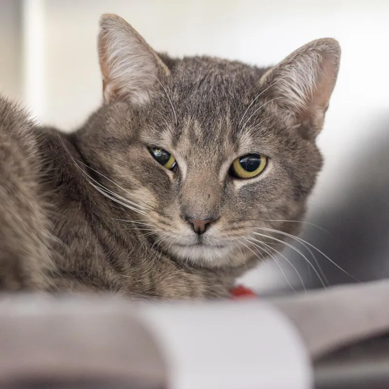 A young medium-sized male Gray / Blue / Silver Domestic Short Hair cat named Andy for adoption in Newark, DE