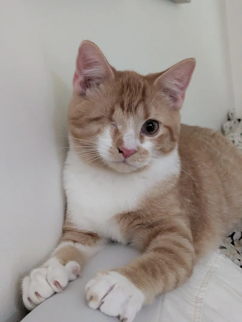 A young medium-sized male Orange & White Domestic Short Hair cat named Wink for adoption in Louisville, KY
