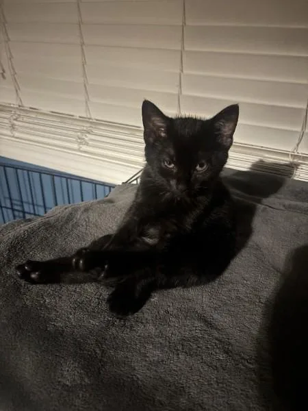 A baby small-sized female Black Domestic Short Hair cat named Soba RM for adoption in Greenville, SC