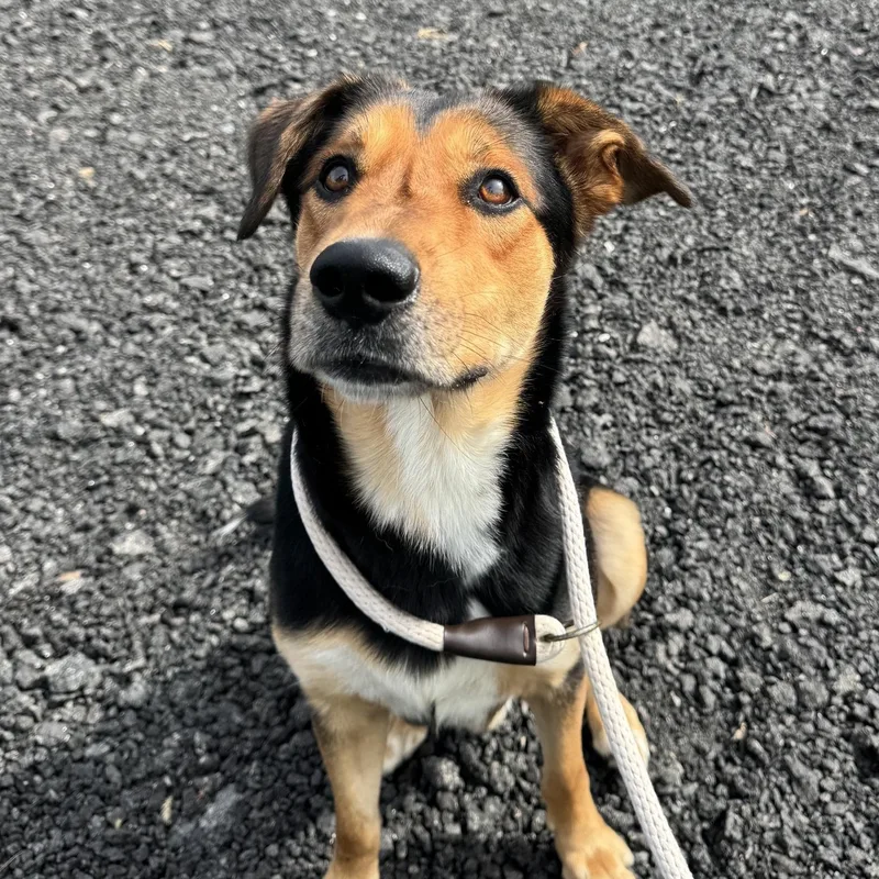 A young medium-sized male Tricolor (Brown, Black, & White) German Shepherd Dog dog named Reese for adoption in Jersey city, NJ