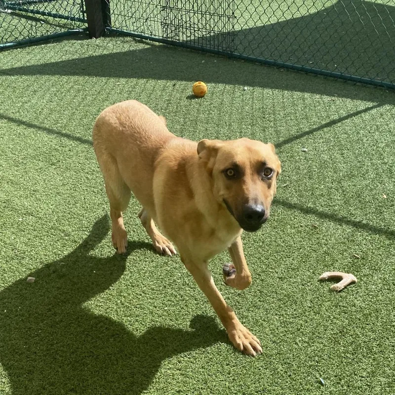 An adult medium-sized male Mixed Breed dog named Zodd for adoption in LOXAHATCHEE, FL