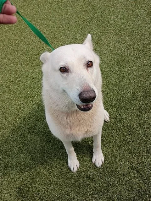An adult large-sized female German Shepherd Dog dog named Morah for adoption in Fayetteville, NC