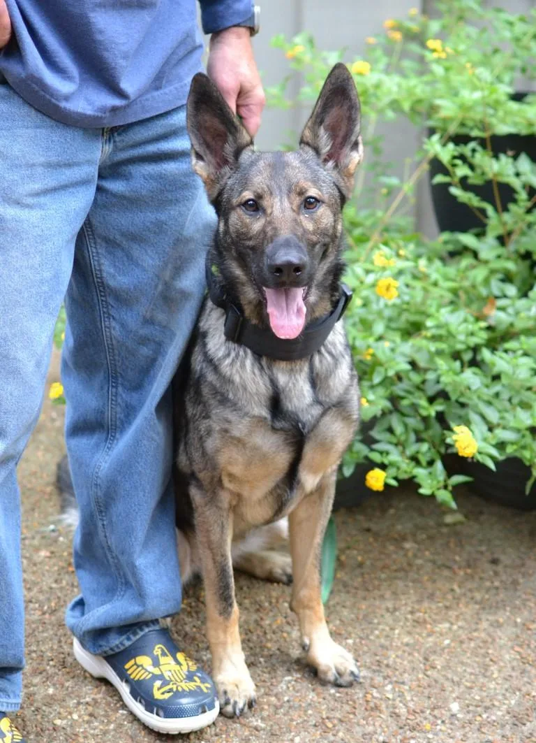 An adult large-sized female German Shepherd Dog dog named Alsa for adoption in Germantown, TN