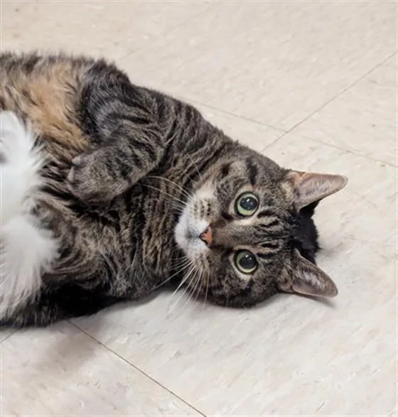 An adult small-sized male Domestic Short Hair cat named Kevin for adoption in Olivette, MO