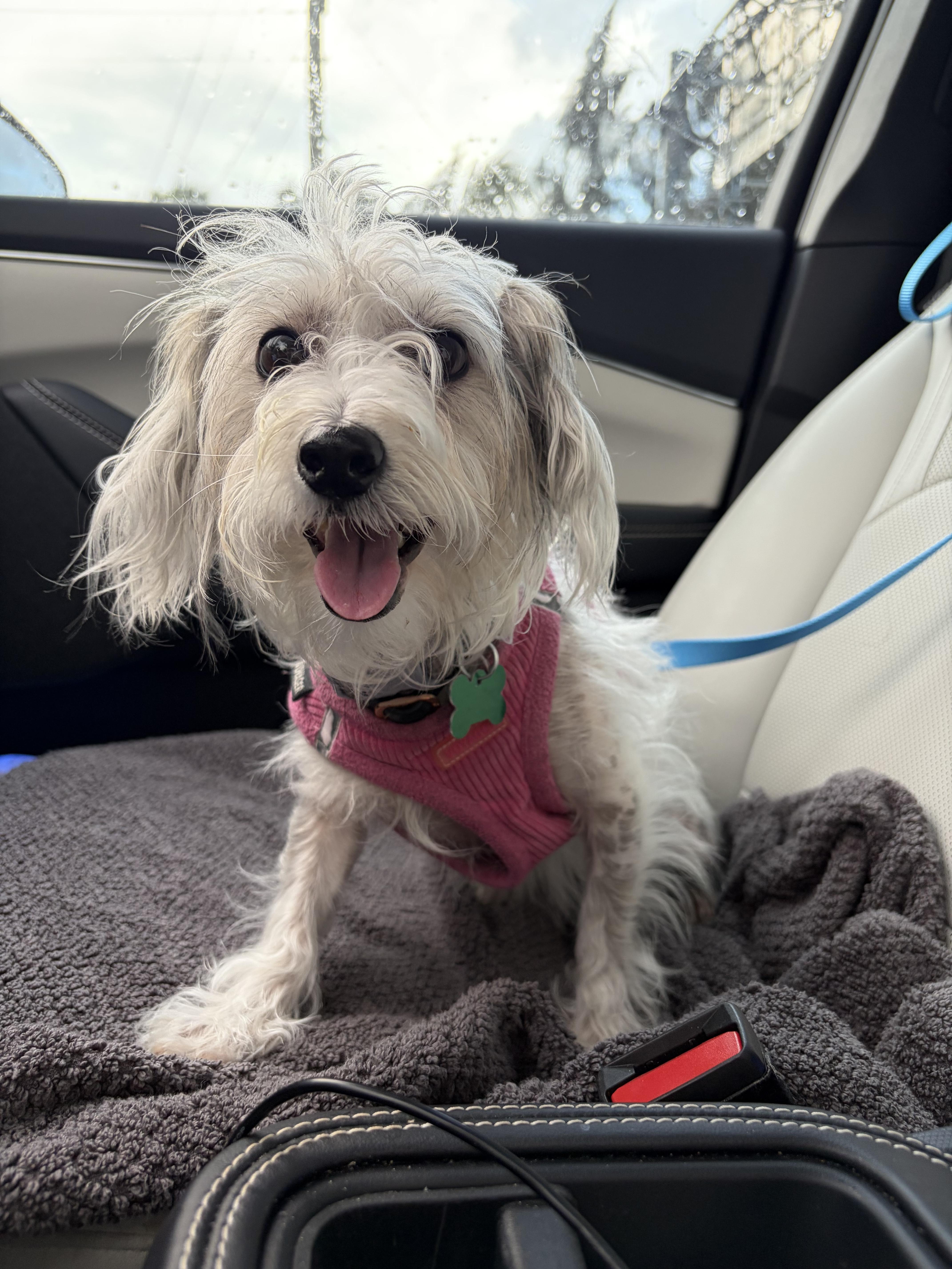 An adult small-sized female Chinese Crested Dog dog named Molly for adoption in Boynton Beach, FL