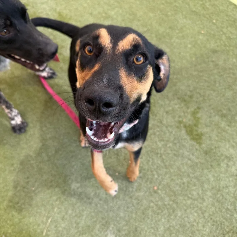A young medium-sized female Black Hound dog named Ellie for adoption in Albuquerque, NM