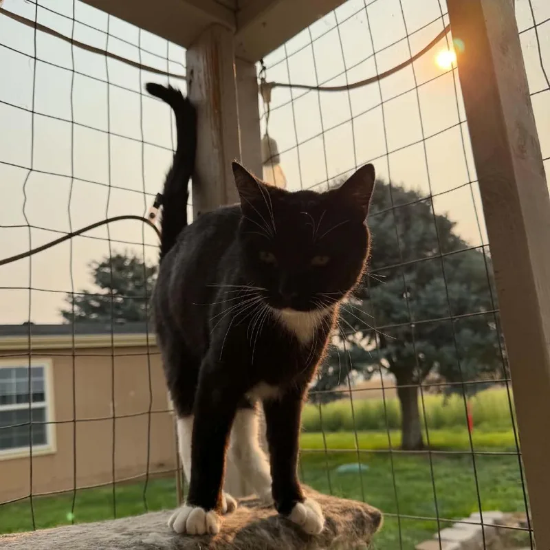 A young small-sized male Black Domestic Short Hair cat named Monty for adoption in Nampa, ID