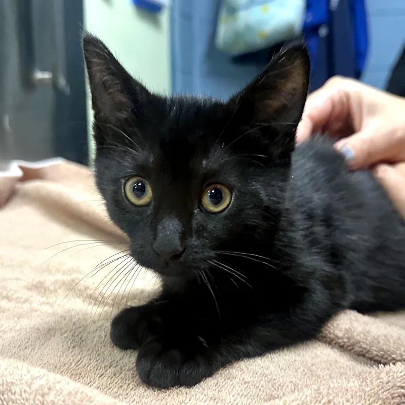 A baby small-sized male Domestic Short Hair cat named Step Stool for adoption in Providence, RI