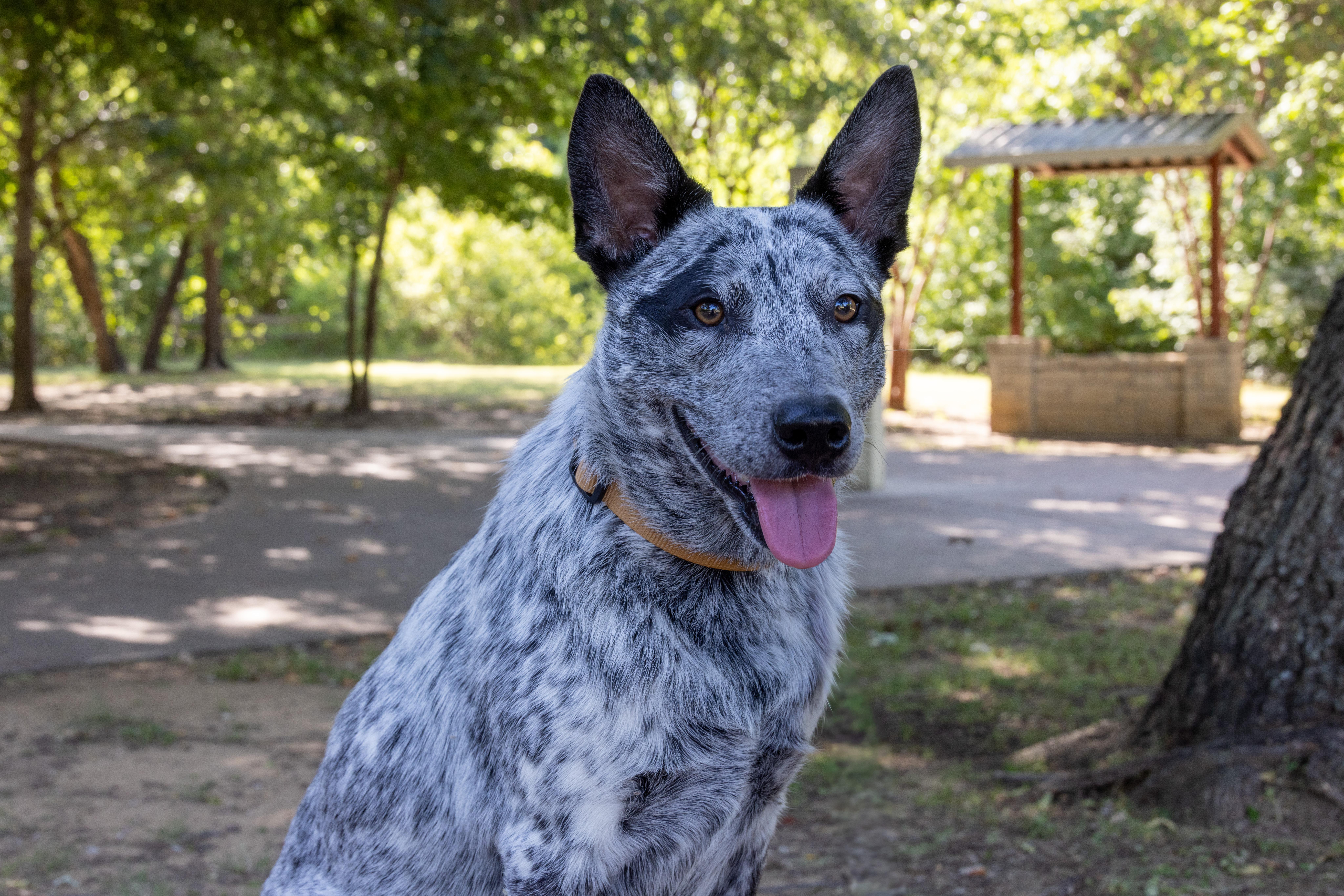 A young medium-sized female Australian Cattle Dog / Blue Heeler dog named Mabel for adoption in Fort Worth, TX