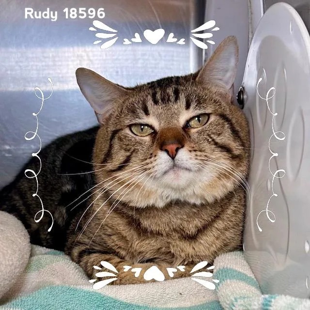 An adult medium-sized male Tabby (Brown / Chocolate) Domestic Short Hair cat named Rudy for adoption in Marietta, GA