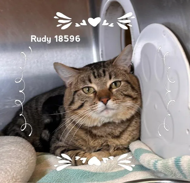 Rudy thumbnail 3