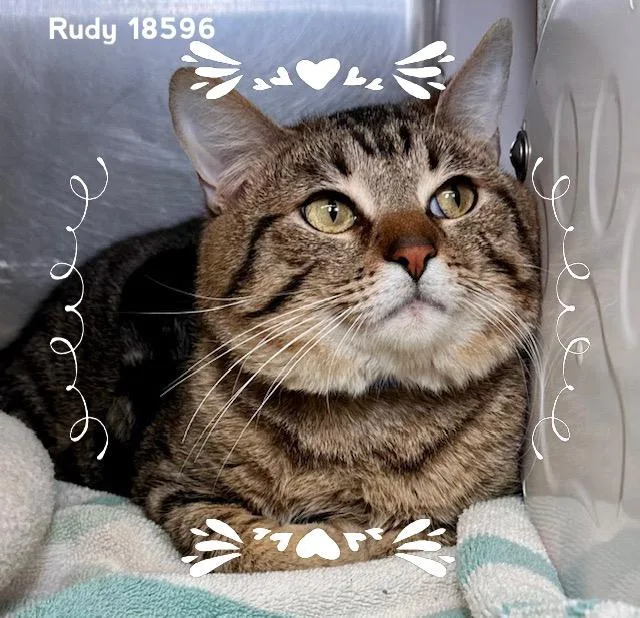 Rudy thumbnail 4