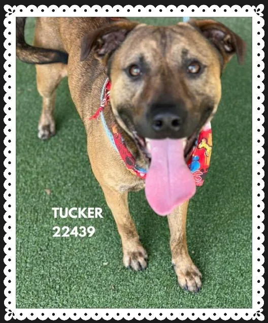 A young medium-sized male Shepherd dog named Tucker for adoption in Marietta, GA