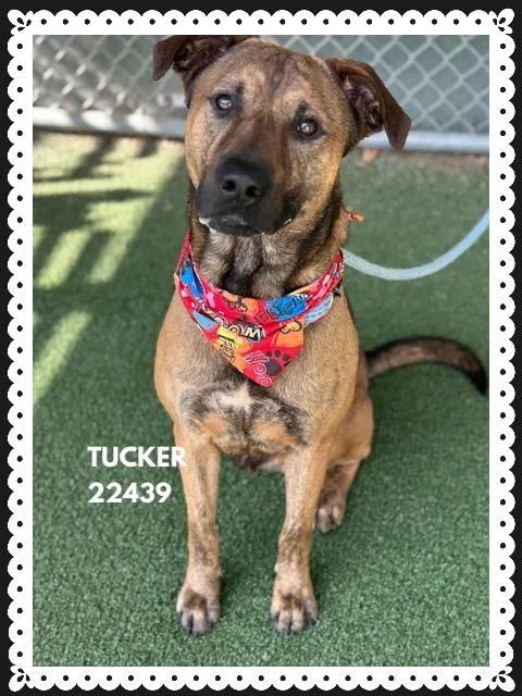 Tucker thumbnail 2