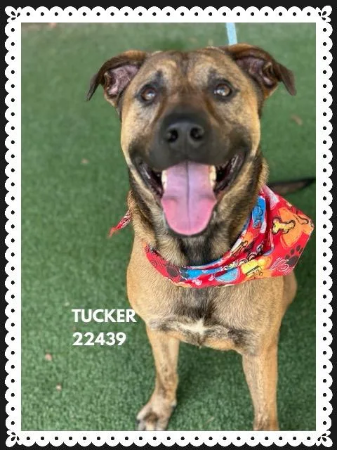 Tucker thumbnail 3