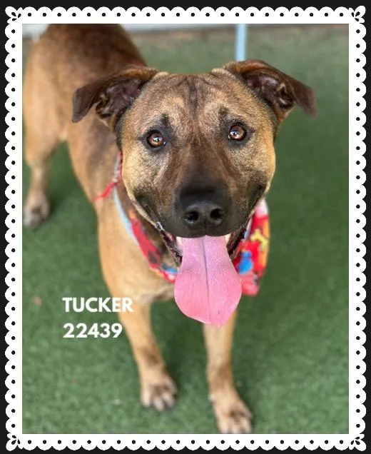 Tucker thumbnail 4