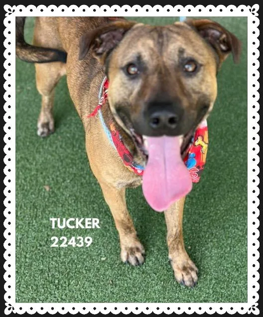 Tucker thumbnail 5
