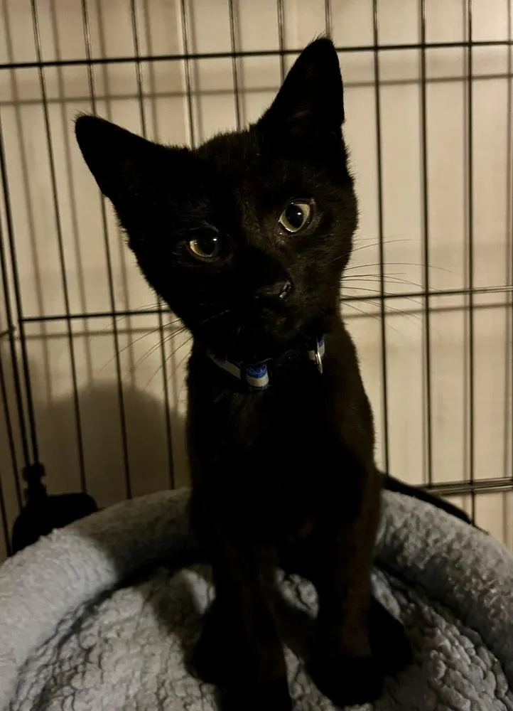 A baby small-sized male Black Domestic Short Hair cat named Pistachio for adoption in Bolton, CT