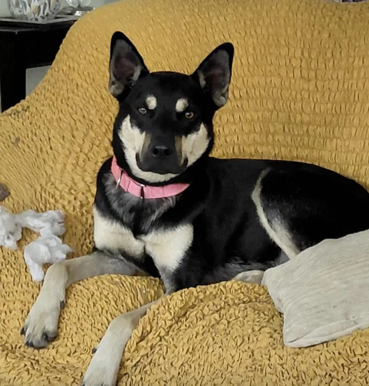 Prince : The Perfect