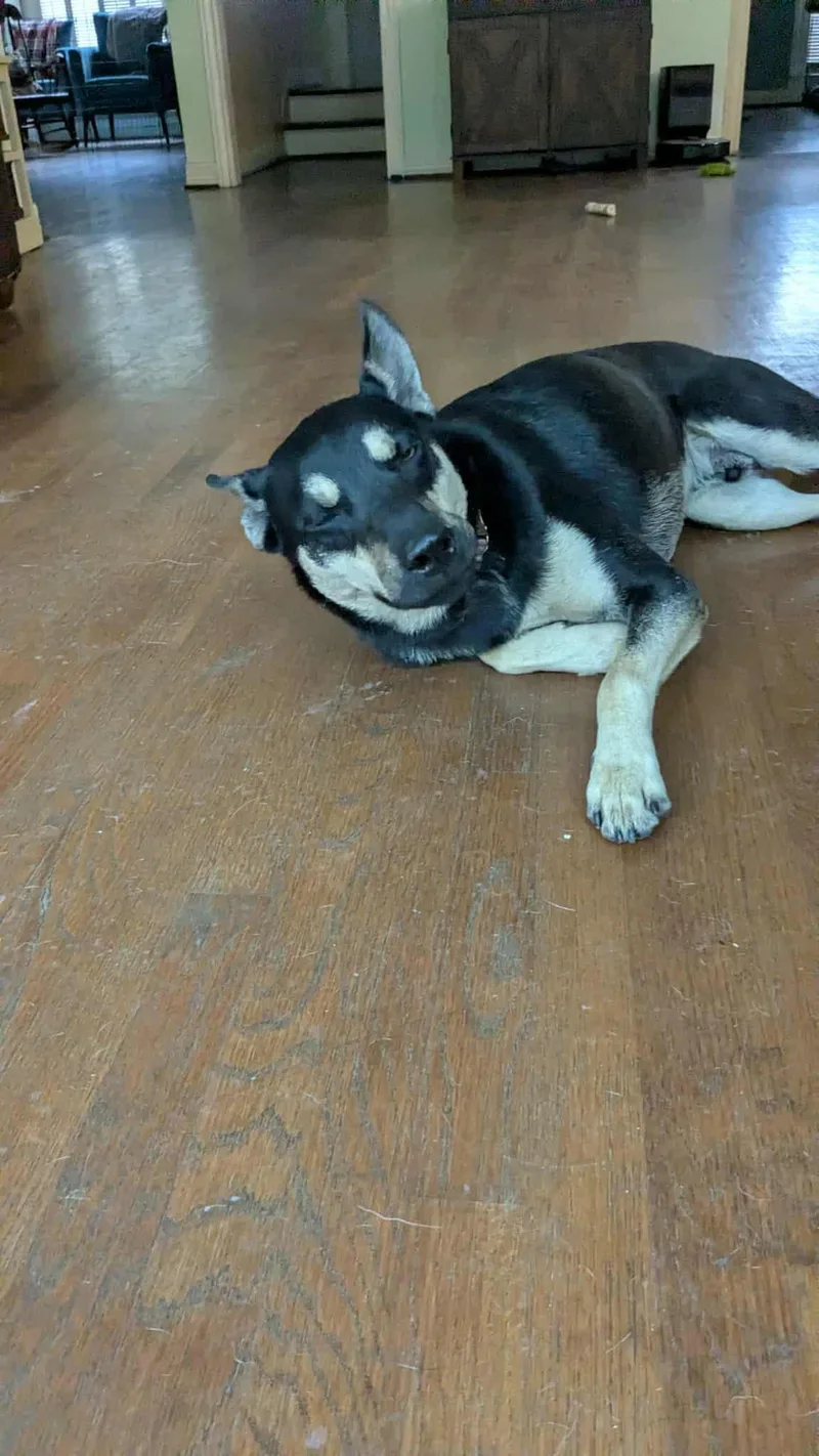 Prince : The Perfect thumbnail 5