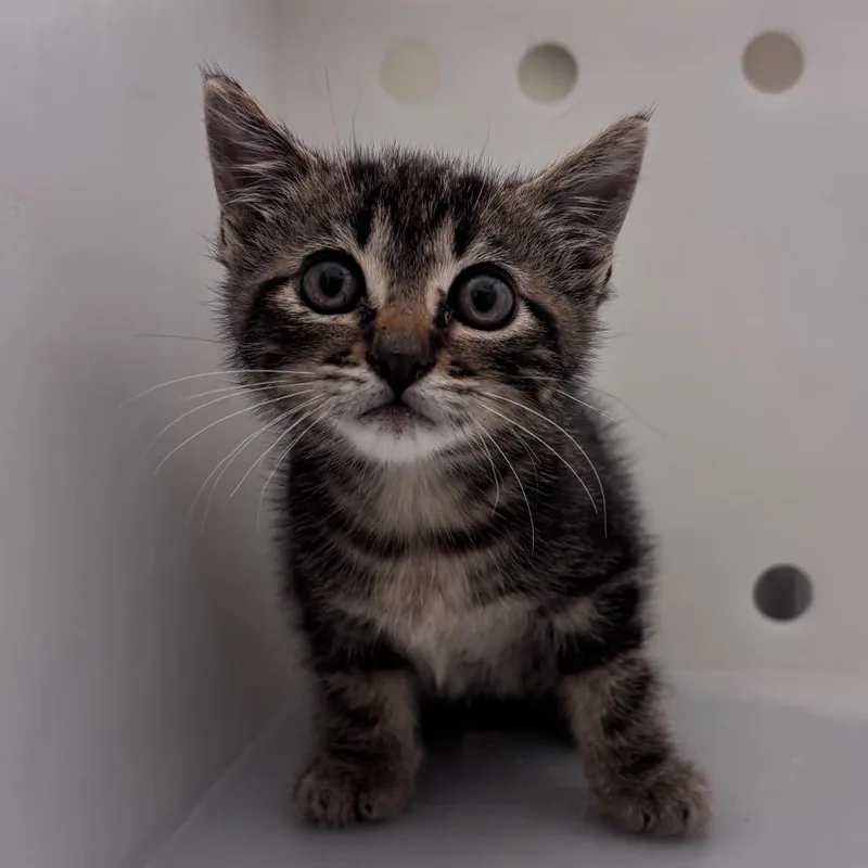 A baby small-sized male Brown / Chocolate Domestic Short Hair cat named Straymaconroad for adoption in Columbus, GA