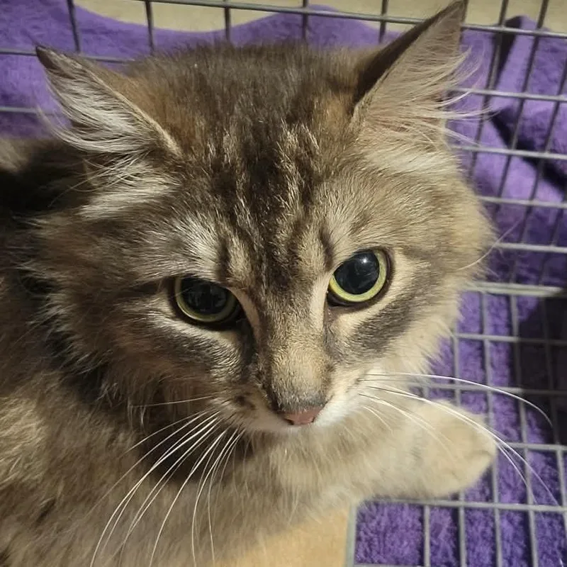 Nova